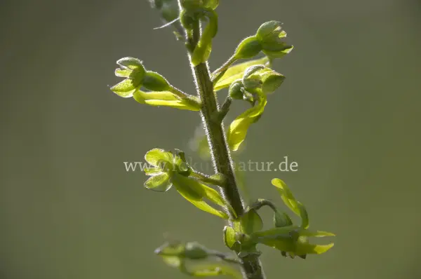 Fokus-Natur Bild