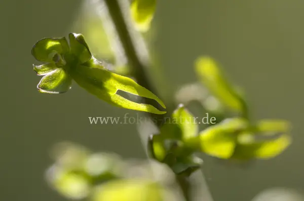 Fokus-Natur Bild