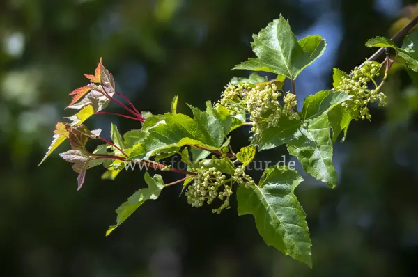 Fokus-Natur Bild