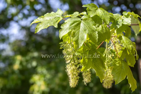 Fokus-Natur Bild