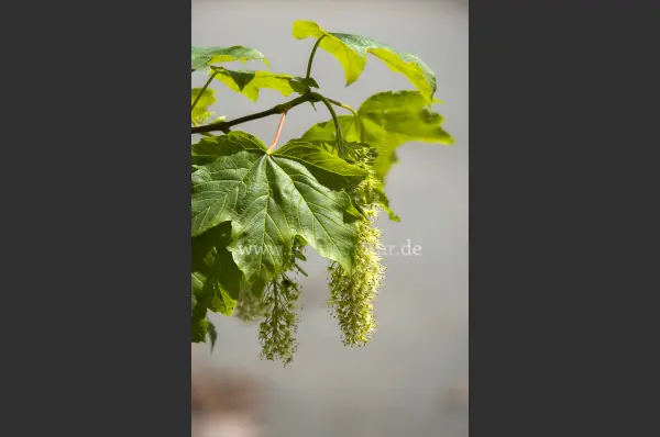 Fokus-Natur Bild