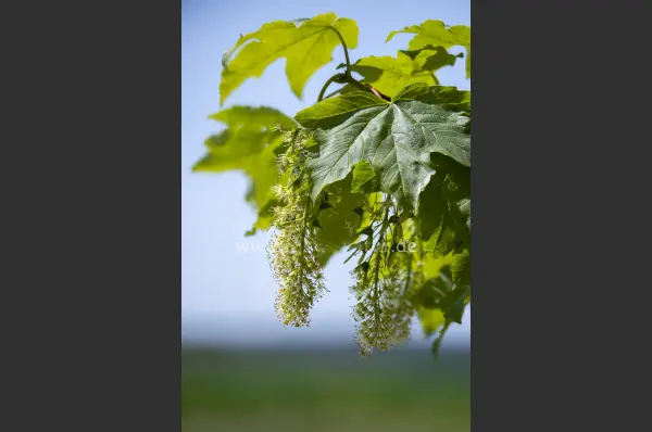 Fokus-Natur Bild