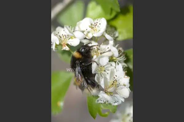Fokus-Natur Bild