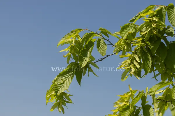 Fokus-Natur Bild