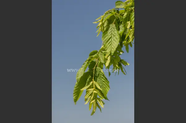 Fokus-Natur Bild