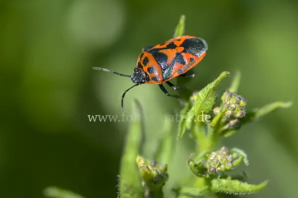 Fokus-Natur Bild