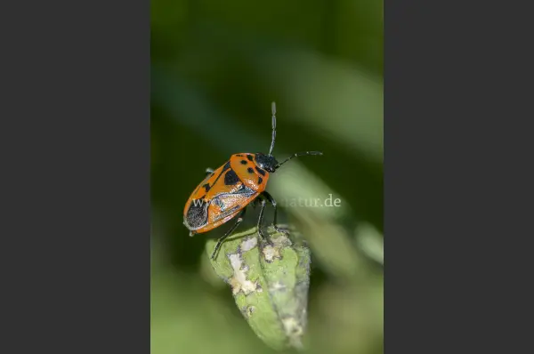 Fokus-Natur Bild
