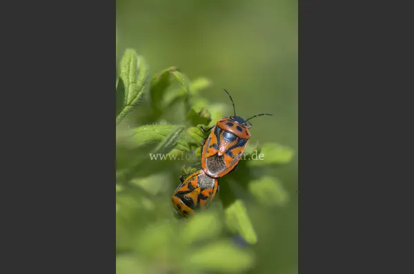 Fokus-Natur Bild