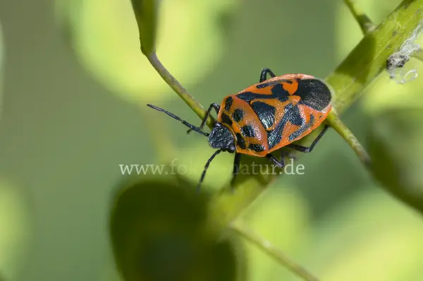 Fokus-Natur Bild