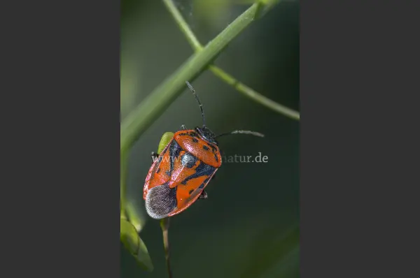 Fokus-Natur Bild