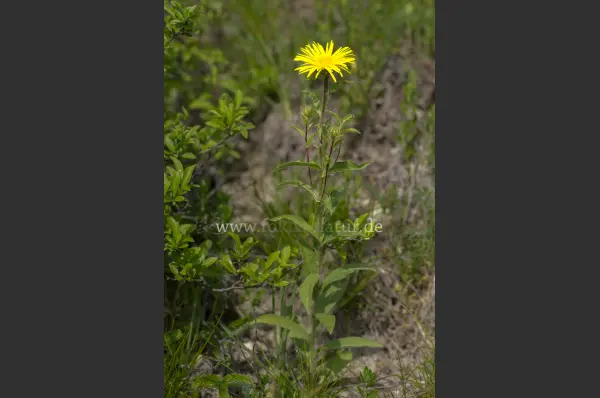 Fokus-Natur Bild