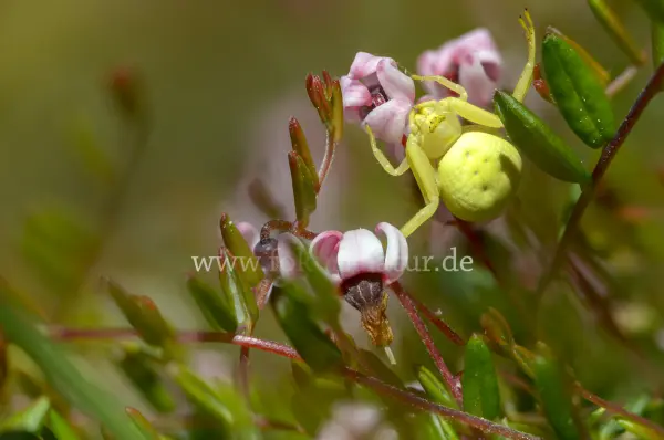 Fokus-Natur Bild