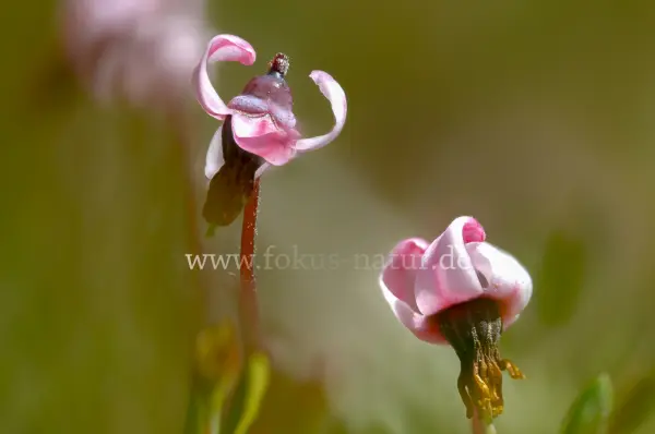Fokus-Natur Bild