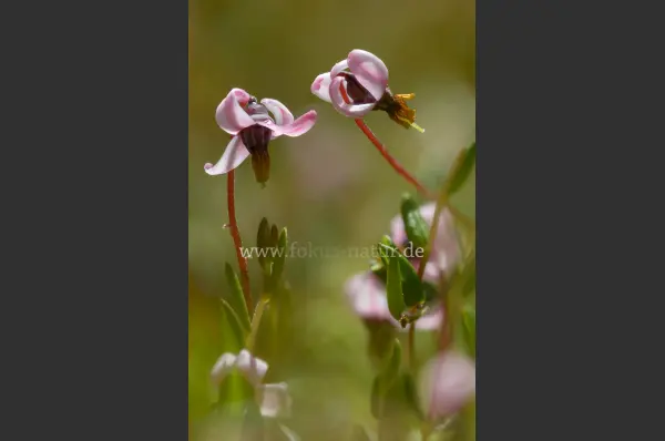 Fokus-Natur Bild