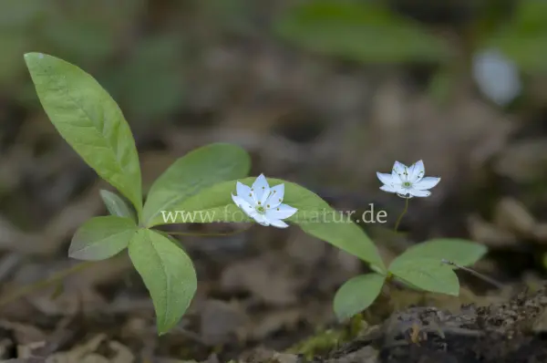 Fokus-Natur Bild