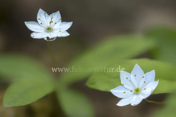Fokus-Natur Bild