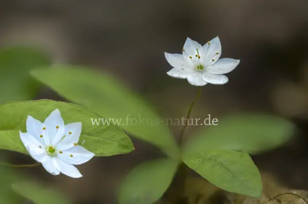 Fokus-Natur Bild