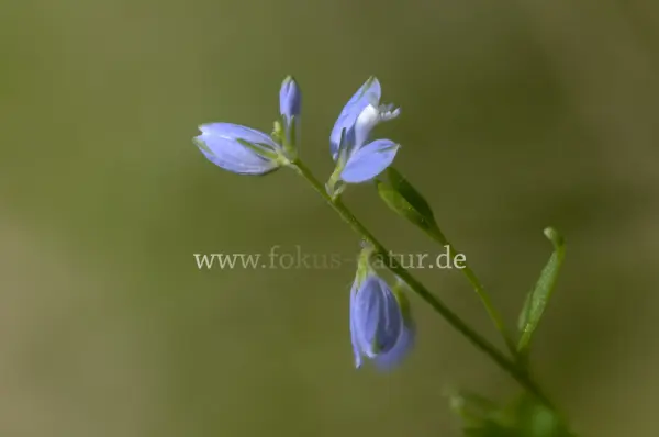 Fokus-Natur Bild