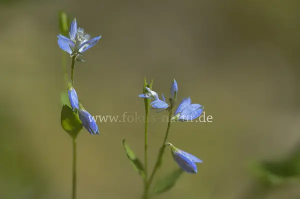 Fokus-Natur Bild