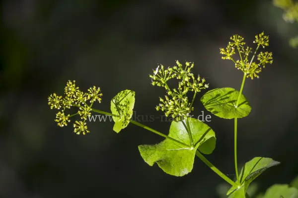 Fokus-Natur Bild