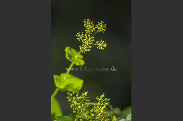 Fokus-Natur Bild