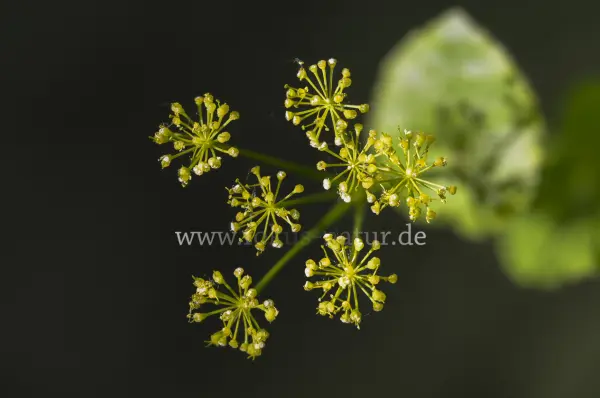 Fokus-Natur Bild