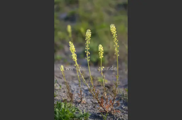 Fokus-Natur Bild