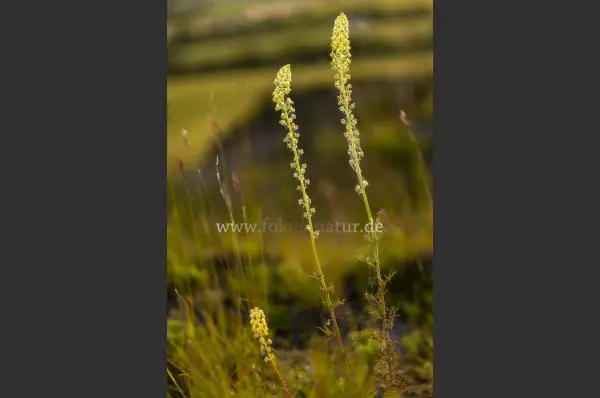 Fokus-Natur Bild