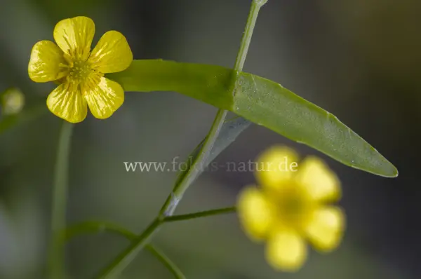 Fokus-Natur Bild