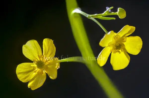Fokus-Natur Bild