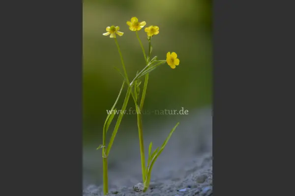 Fokus-Natur Bild