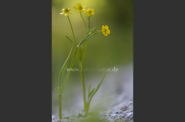 Fokus-Natur Bild
