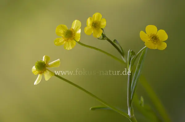 Fokus-Natur Bild