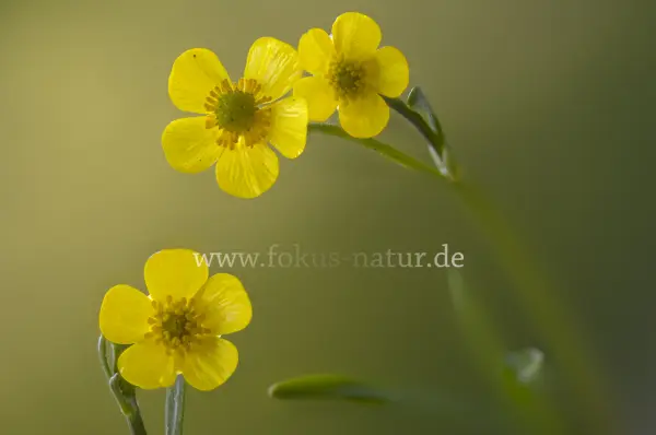 Fokus-Natur Bild