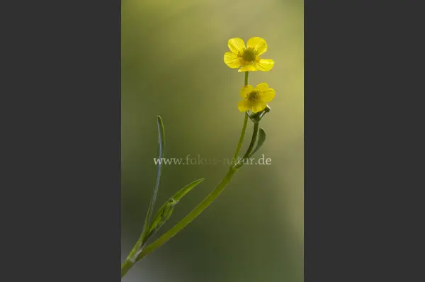 Fokus-Natur Bild