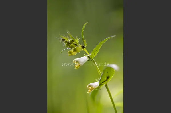 Fokus-Natur Bild