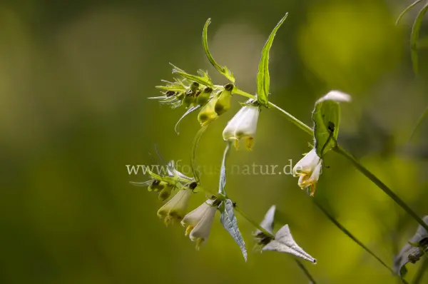 Fokus-Natur Bild