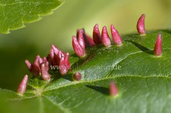 Fokus-Natur Bild