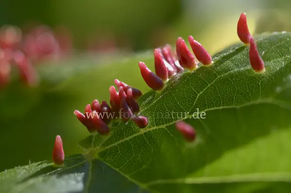 Fokus-Natur Bild