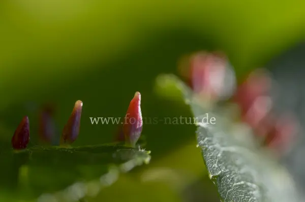 Fokus-Natur Bild