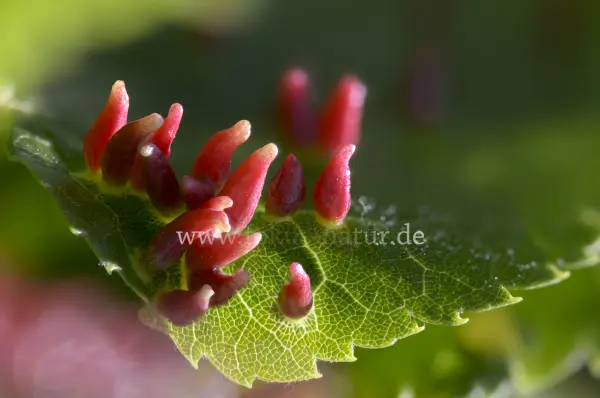 Fokus-Natur Bild