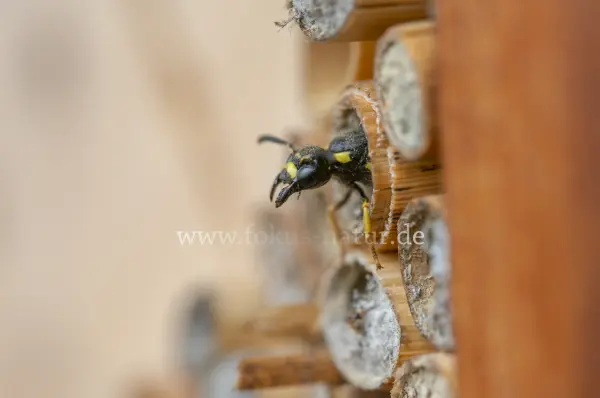 Fokus-Natur Bild