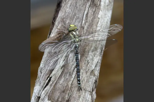Fokus-Natur Bild