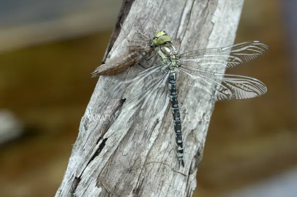 Fokus-Natur Bild