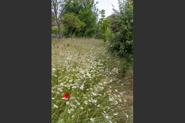 Fokus-Natur Bild