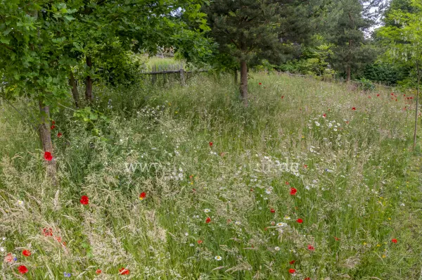 Fokus-Natur Bild