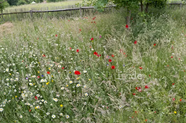 Fokus-Natur Bild