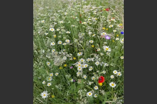 Fokus-Natur Bild