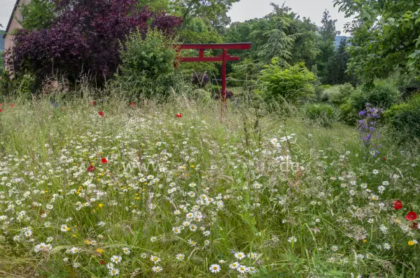 Fokus-Natur Bild