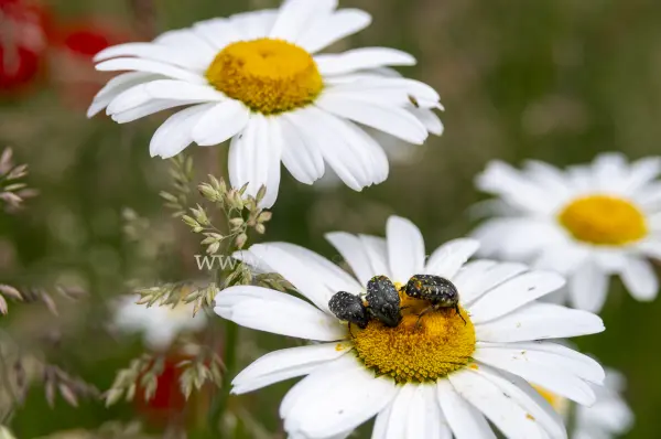 Fokus-Natur Bild